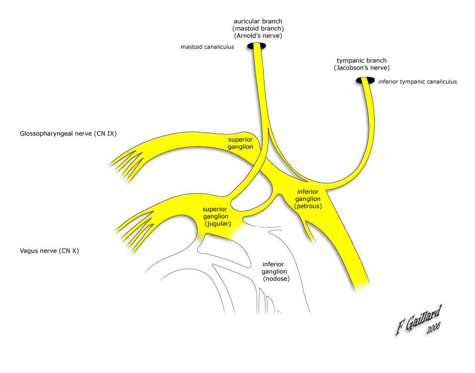 Radiopaedia Drawing Origins Of Arnolds And Jacobsons Nerve English Labels Anatomytool 8113